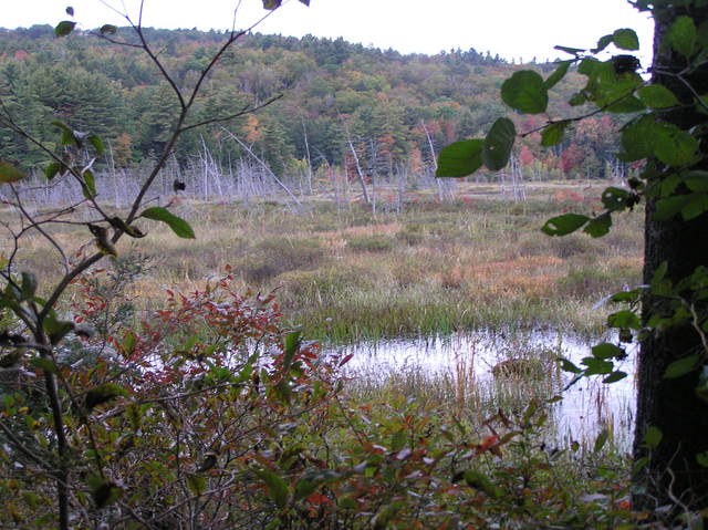 Beautiful New England scene, to the west, taken 30 meters west of the confluence.