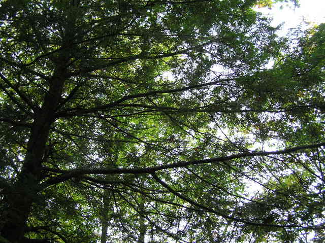 Tree cover at the confluence--New Hampshire hardwoods.