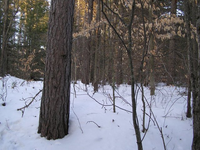 View to the North from the confluence