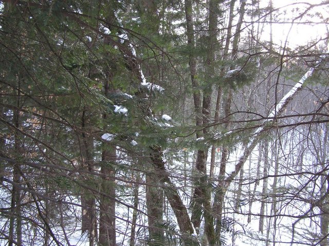 View to the South from the confluence