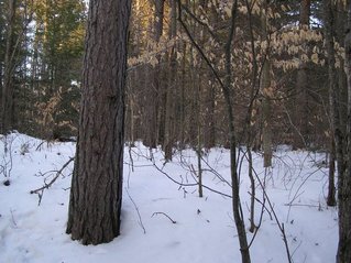 #1: View to the North from the confluence