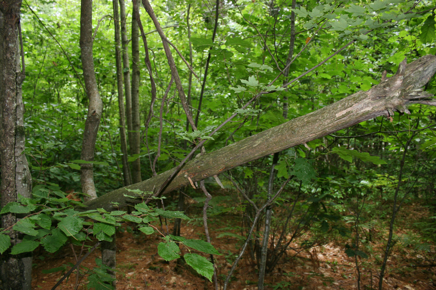 South of confluence point