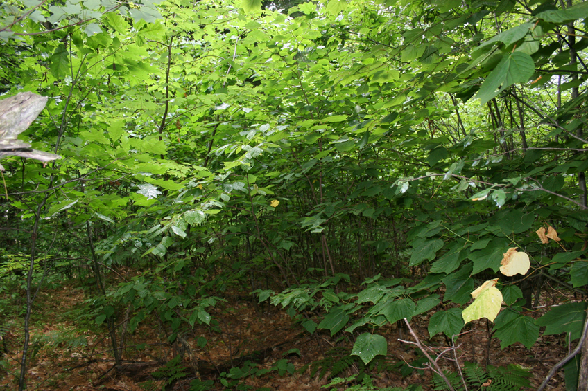 West of confluence point