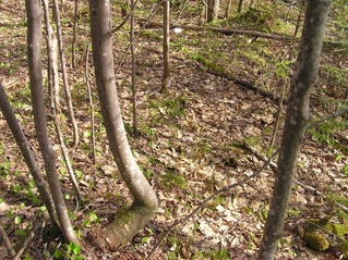 #1: The confluence point lies amongst these trees