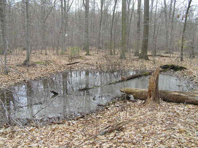 Looking east at the bog from the confluence.