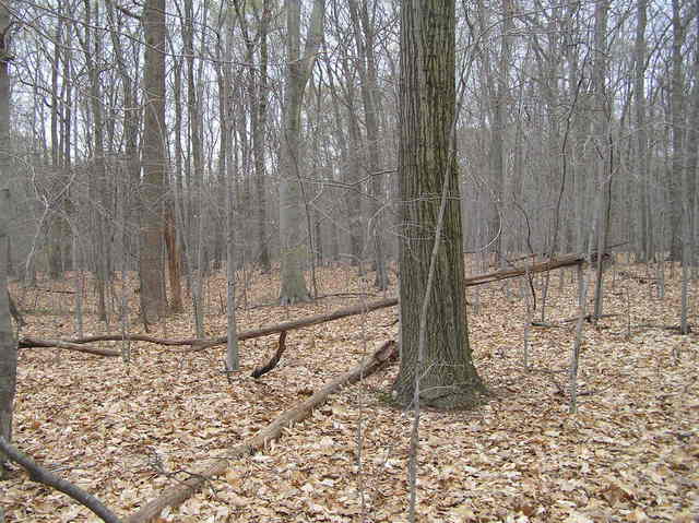 View to the west from the confluence.