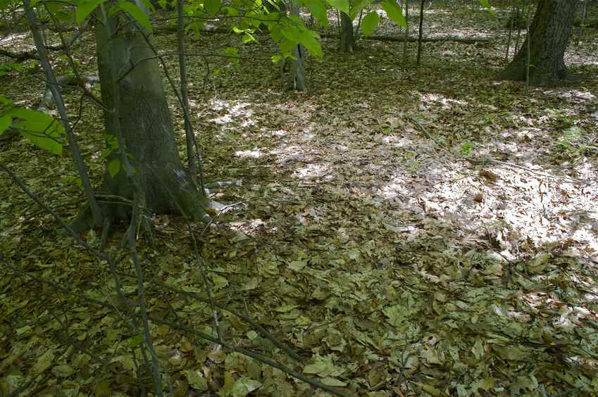 The confluence point lies in this forested area, close to the Hackensack River