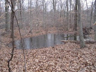 #1: View of the frozen pond from the confluence point.