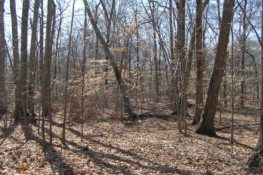 View to the south from the confluence.