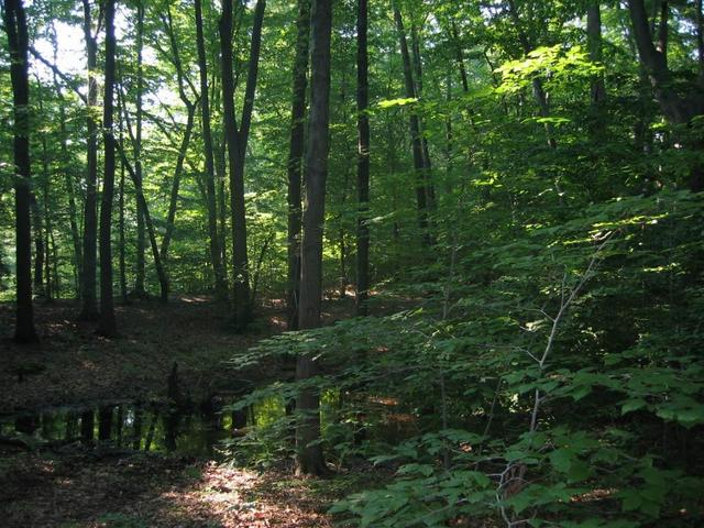 Water and trees, photo taken while standing at CP