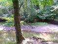 #8: A rope for swinging across the river, 120 meters from the confluence