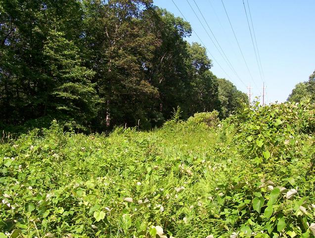 The confluence is in thick vegetation near the center of the picture