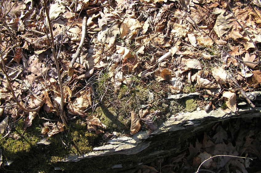 Ground cover at the confluence site.