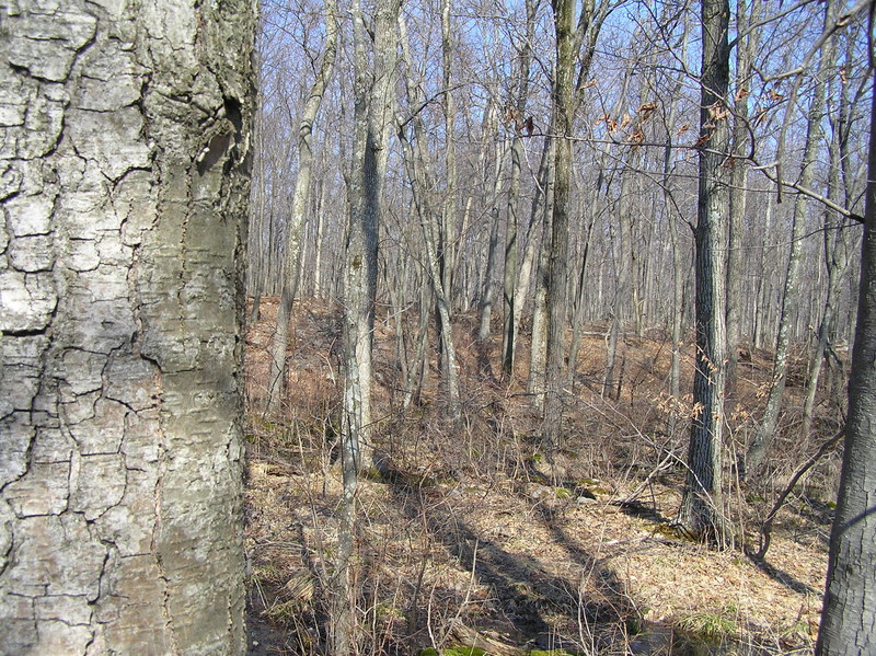 View to the north from the confluence point.