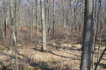 #1: View of the site of 41 North 75 West in the foreground, looking north-northeast.