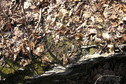 #4: Ground cover at the confluence site.