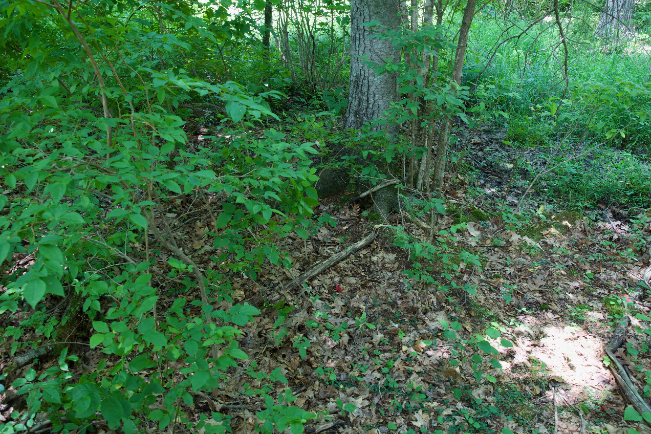 The confluence point lies in a patch of forest, next to power lines