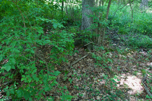 #1: The confluence point lies in a patch of forest, next to power lines