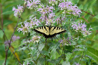 #12: One of the many butterflies seen on my hike