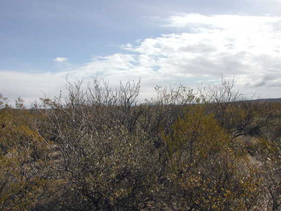 Looking East from Confluence