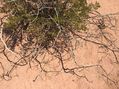 #3: Ground cover at the confluence site.