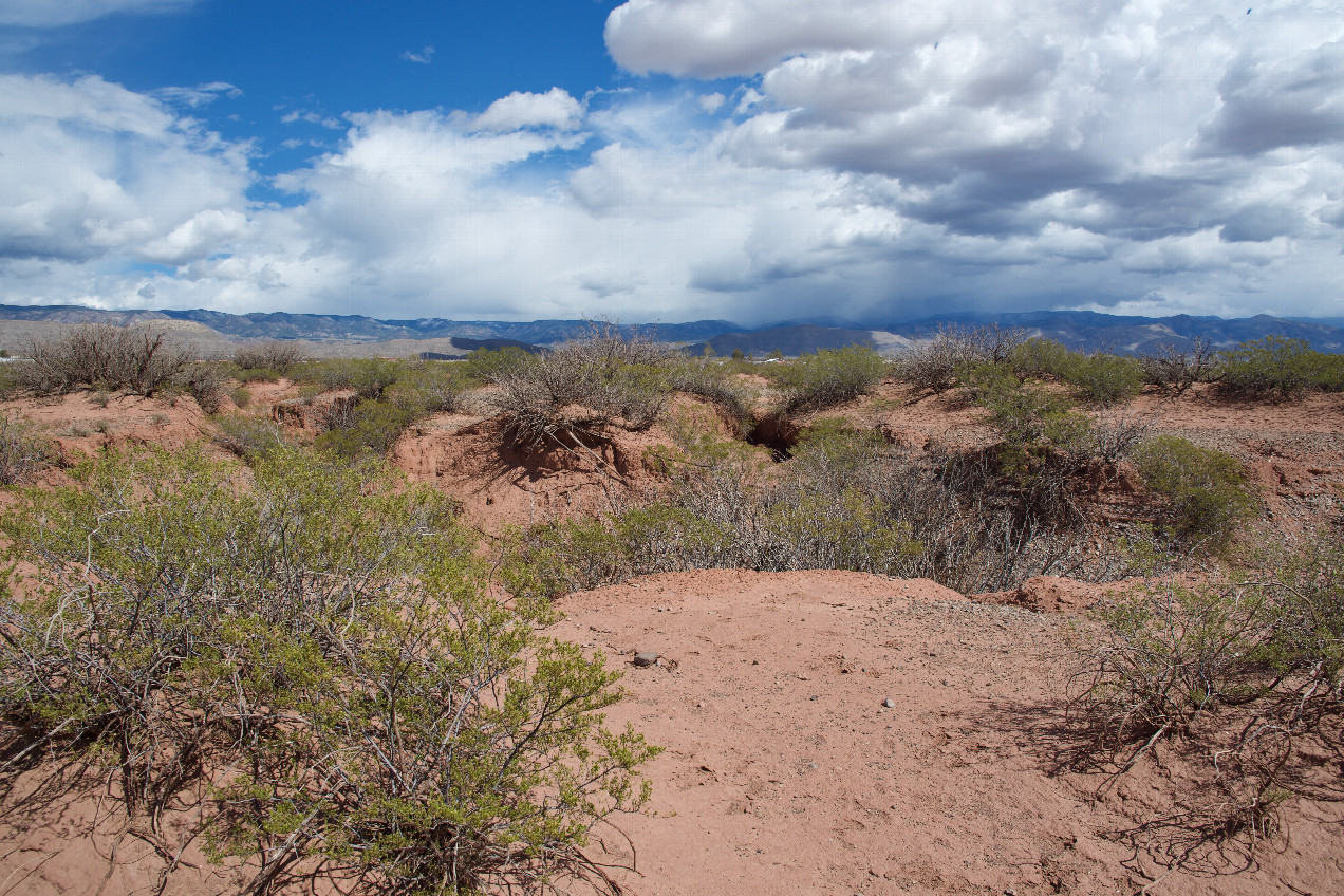 The confluence point lies in a thinly-vegetated desert area.  (This is also a view to the East, towards a small drainage.)