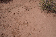 #5: Ground cover at the confluence point