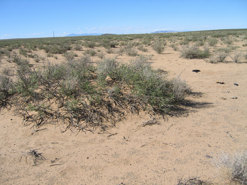 Sagebrush Covered Mound