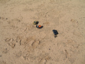 #6: Ground Cover, Footprints, and GPS