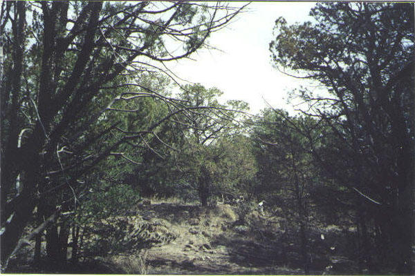 Looking North From the Confluence