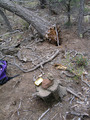 #5: Confluence Stump