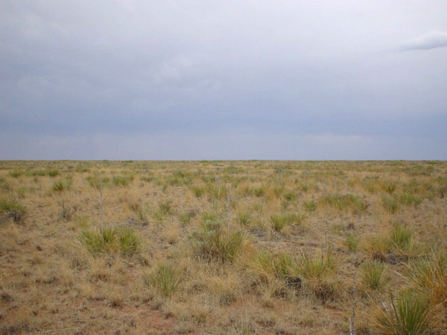 Looking south (yucca plants, tabosa grass, and cacti, oh my!)