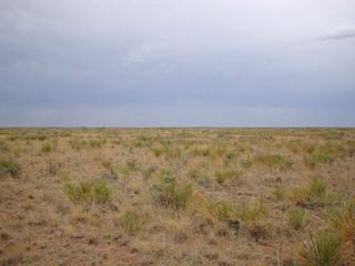 #1: Looking south (yucca plants, tabosa grass, and cacti, oh my!)