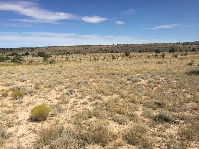 View to the north from the confluence.