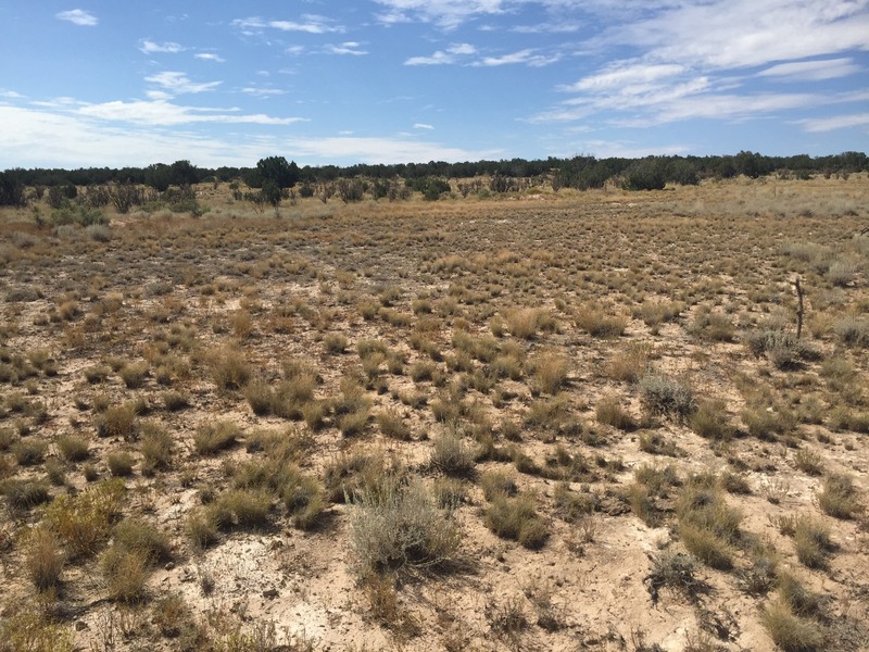 View to the south from the confluence.