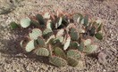 #7: One of the many patches of prickly pear cactus growing near the confluence point