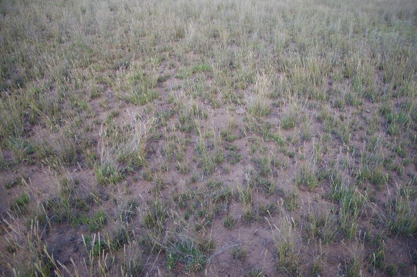 The confluence point lies in a flat, poorly vegetated pasture