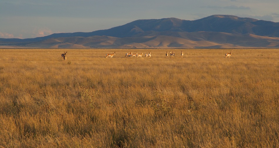 A herd of deer, gathered near the confluence point as I approached 