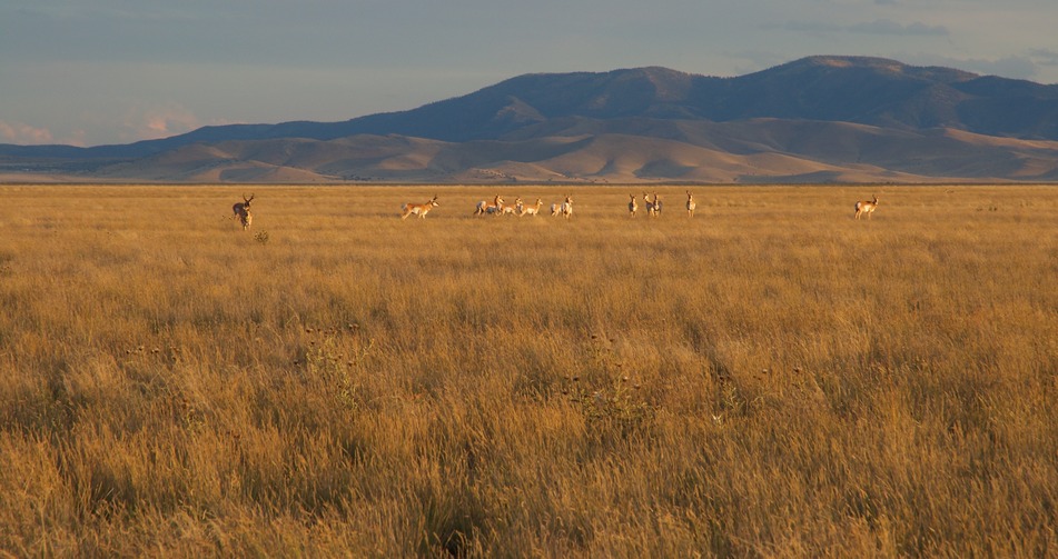 A herd of deer, gathered near the confluence point as I approached 
