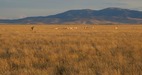 #7: A herd of deer, gathered near the confluence point as I approached 