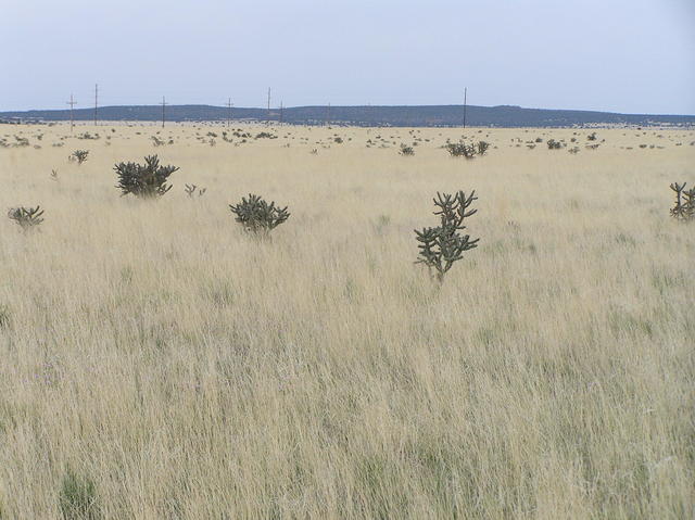 View to the northeast from the confluence.