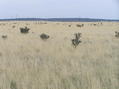 #5: View to the northeast from the confluence.