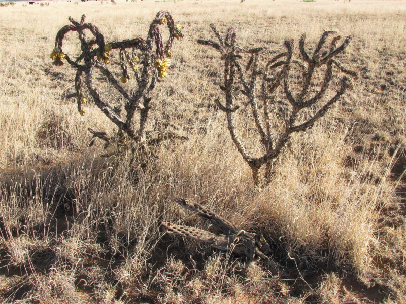 Cactus with yellow seed pods and dead cactus branches on the ground