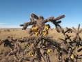 #8: Cactus and seed pods
