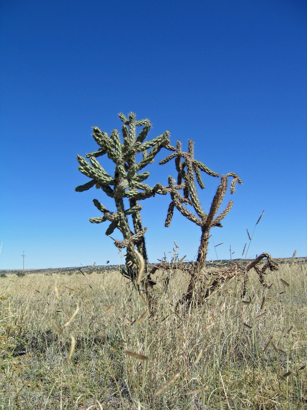 Nearby Cactus