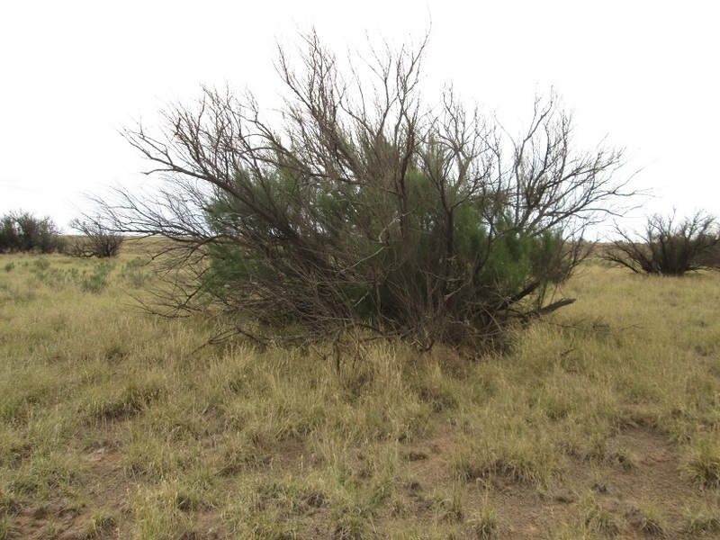 This tree sits exactly on the confluence.