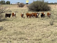 #6: image #6 cows