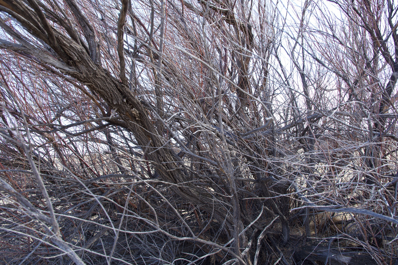 The confluence point lies in a grassy field, under a scraggly, dead-looking tree.  (This is also a view to the South, showing the tree.)