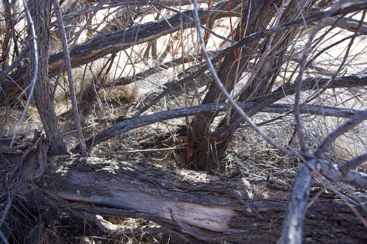 Ground cover (the base of the tree) at the confluence point