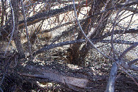 #5: Ground cover (the base of the tree) at the confluence point